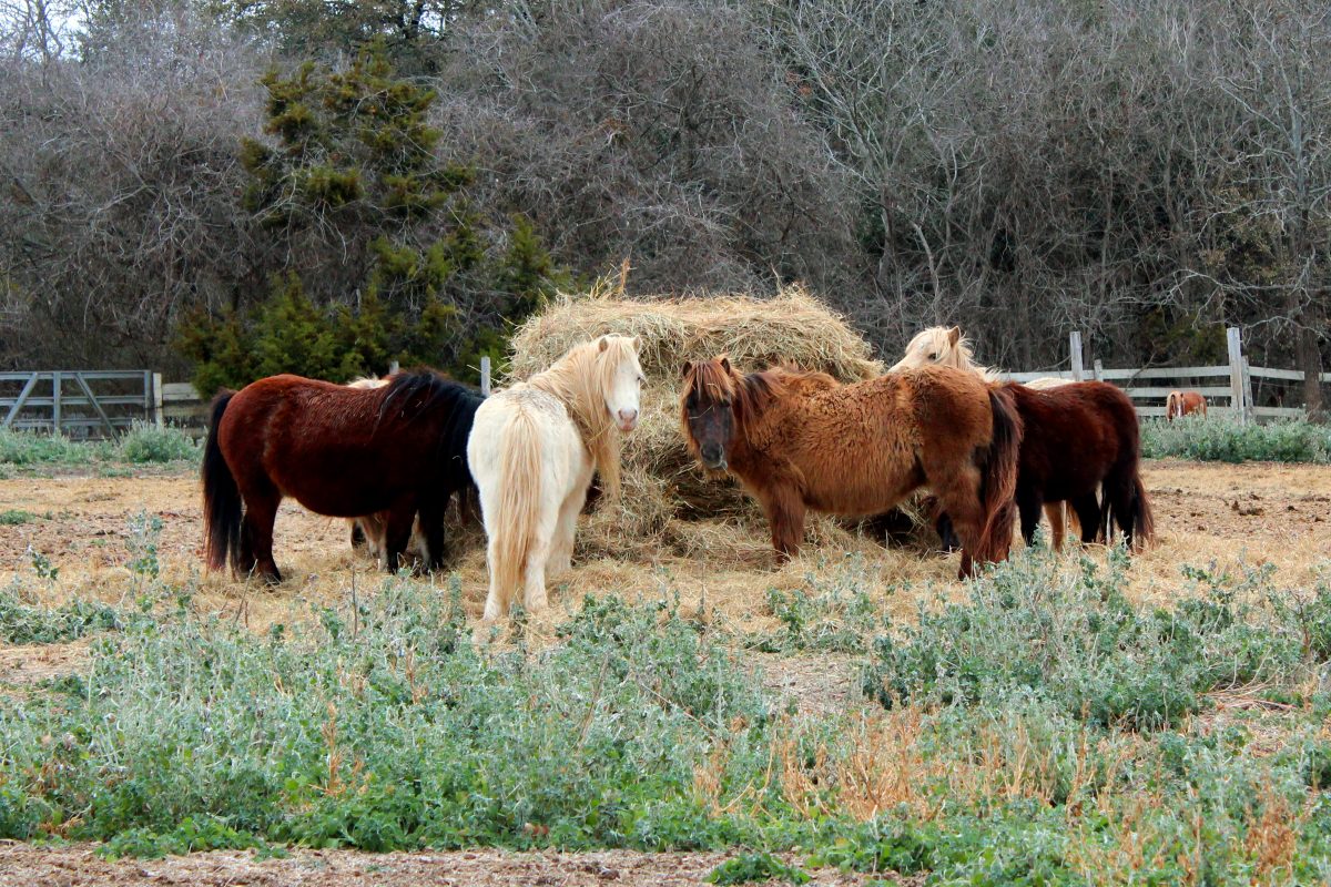 Miniature horses gathered around a hay bale on a winter pasture