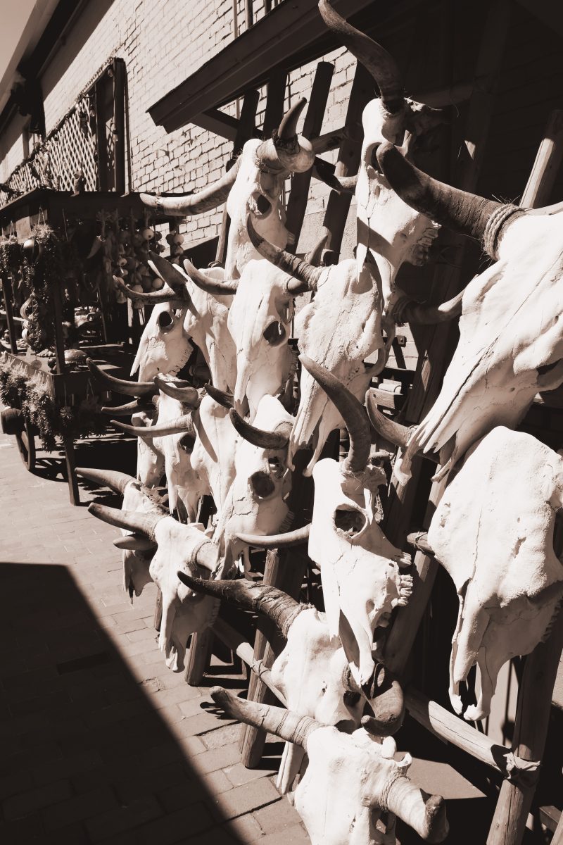 Rows of longhorn skulls displayed along a shop wall, in sepia