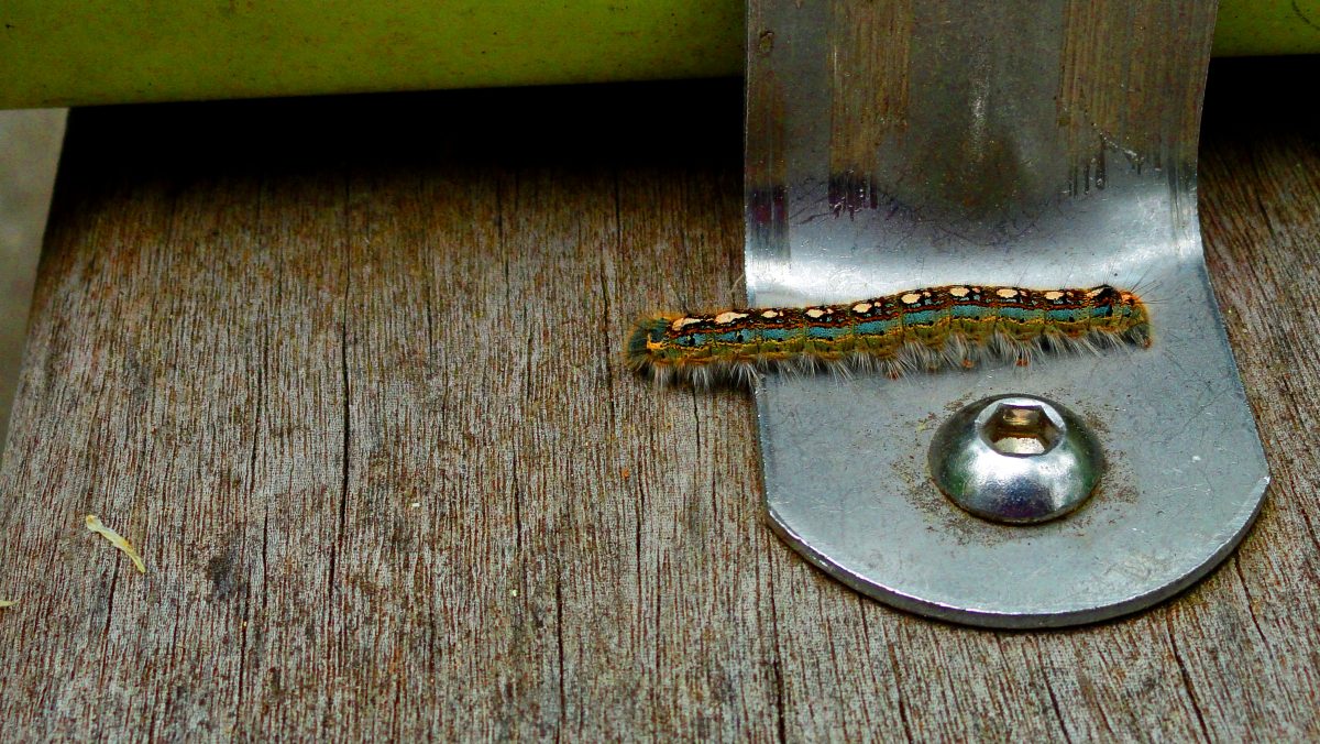 A bristled caterpillar crossing a metal bracket on weathered wood