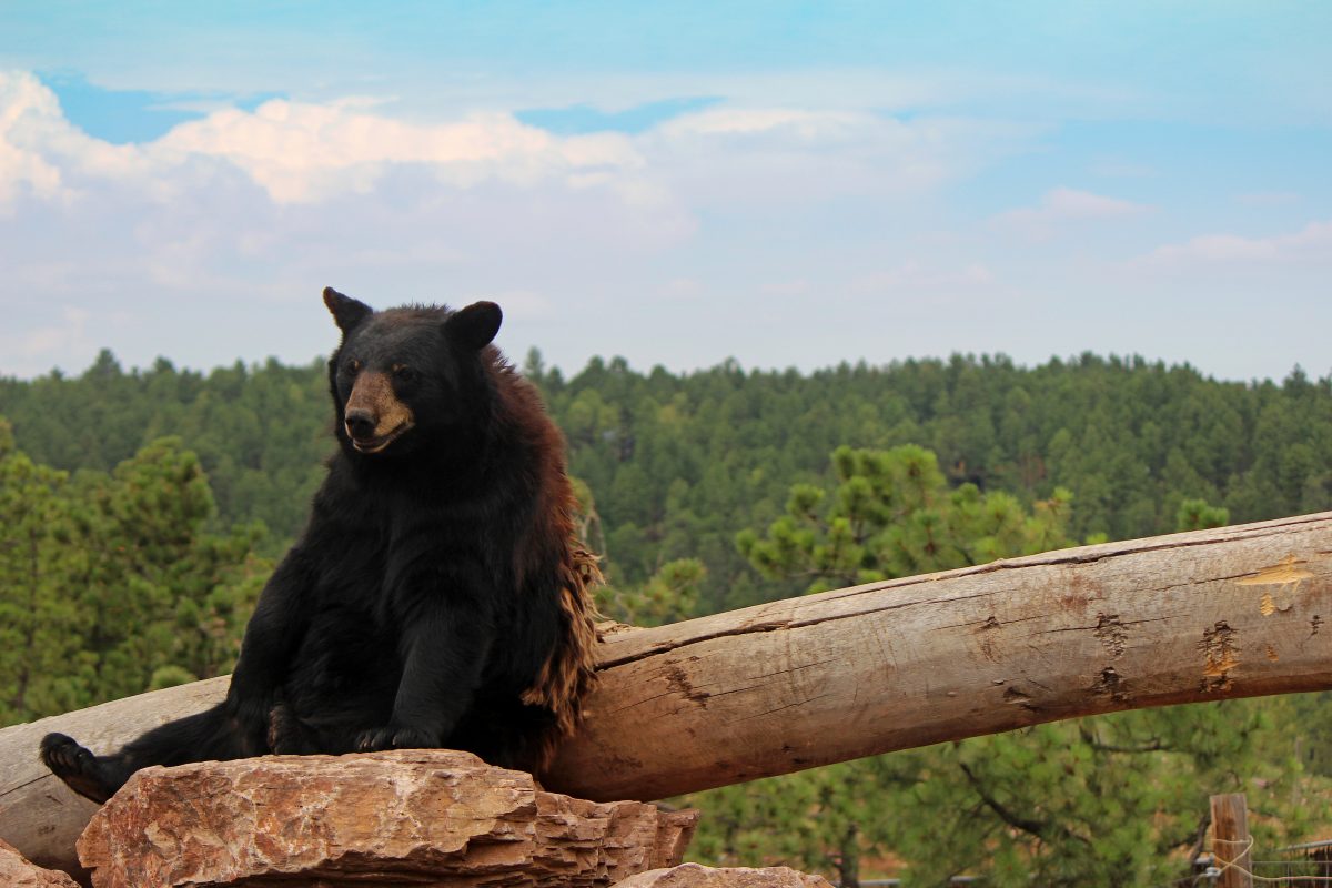 A black bear resting on a fallen log with pine forest behind